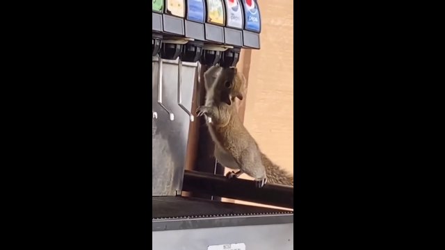 Wiewiórka wbiła do restauracji typu fastfood i poczęstowała się napojem
