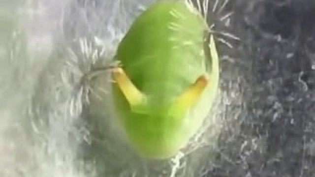 Gąsienica Curetis acuta
