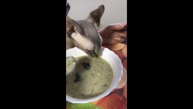 Pełna kulturka! Kot pokazuje jak powinno się jeść zupę