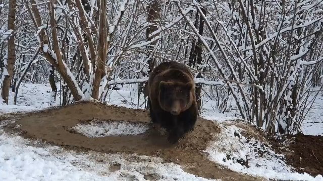 Niedźwiedzica żyła 20 lat w zoo. Nie może zapomnieć tych traumatycznych chwil [WIDEO]