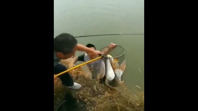 Facet złowił sporą rybę, ale nieudolni koledzy sprawili, że szybko wróciła do wody