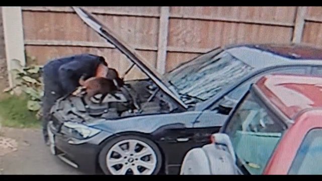 Kot pomaga mężczyźnie naprawić samochód