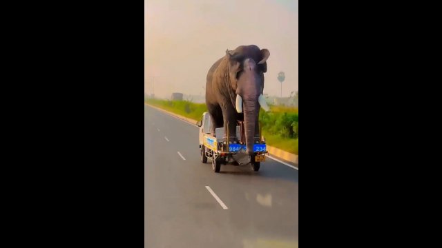 Transport słonia z prędkością 80 km/h [WIDEO]