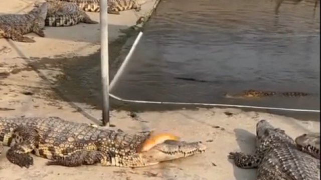Nie tak łatwo zjeść rybkę będąc krokodylem
