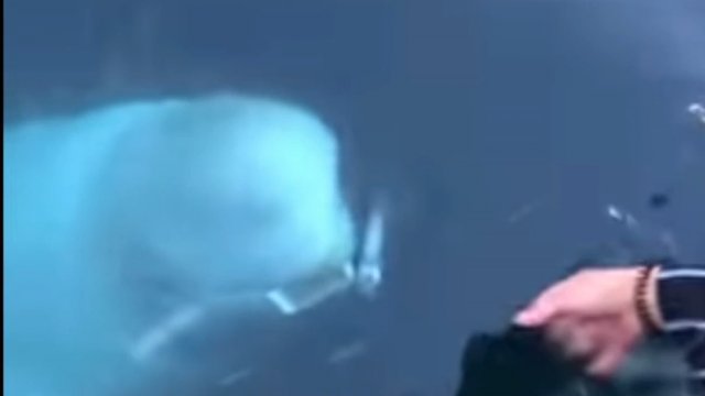 Wieloryb Beluga odzyskuje telefon komórkowy