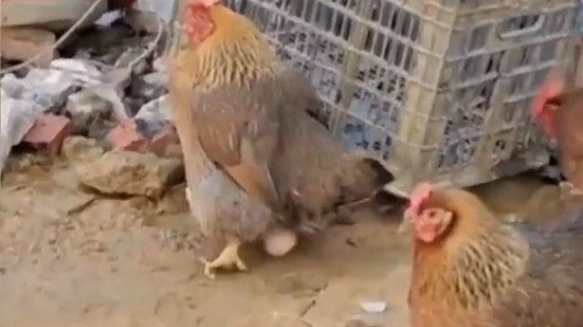 Kurczaki są kanibalami, zjadają też nawzajem swoje jajka