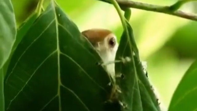 Ptak używa swojego dzioba, aby „uszyć” baldachim z liści, aby chronić swoje jaja
