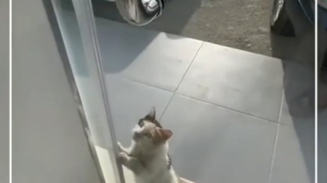 Kot prosi właściciela sklepu o otwarcie drzwi, bo było bardzo gorąco