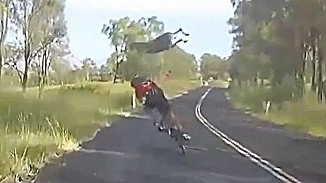 Rozpędzony kangur skoczył wprost na przejeżdżającego rowerzystę