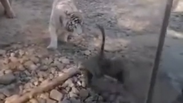 Odważna gęś zaatakowała dwa tygrysy