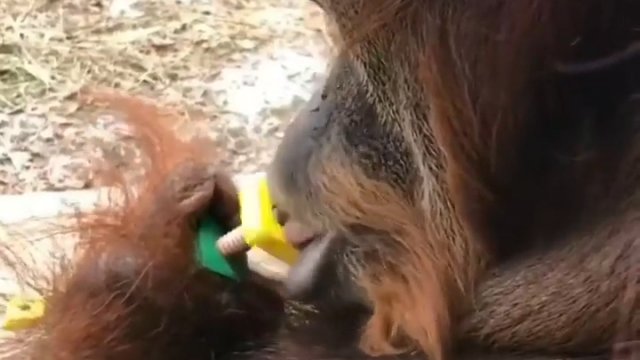 Orangutan ma zadziwiająco zręczną górną wargę