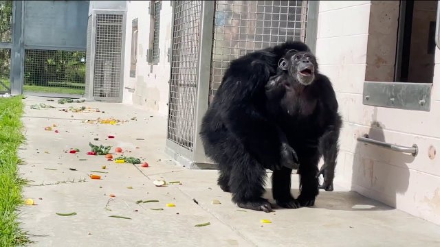 28-letni szympans laboratoryjny pierwszy raz widzi niebo. Niesamowite nagranie