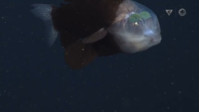 W odmętach oceanu odkryto rybę z przezroczystą głową