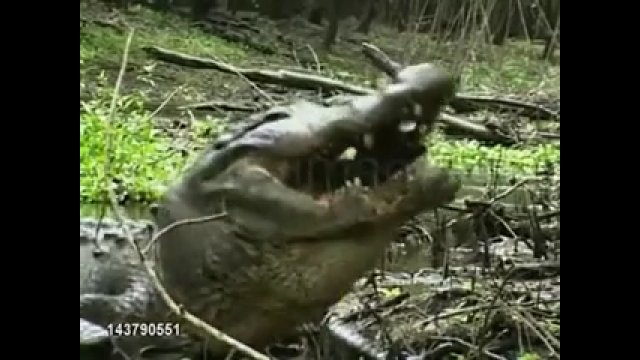 Krokodyl upolował żółwia i zjadł go w całości