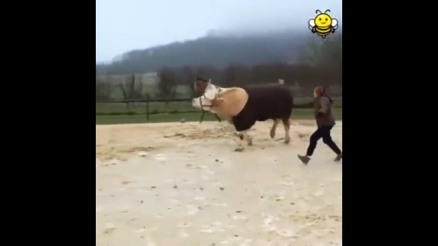 Krowa myśli, że jest koniem stworzonym do skakania przez przeszkody
