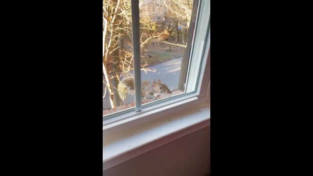 Wiewiórka próbowała przegryźć moskitierę w oknie