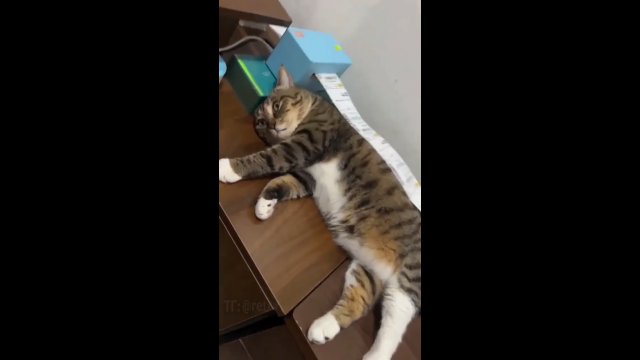 Kot nawet leżąc dał radę zostać pracownikiem miesiąca