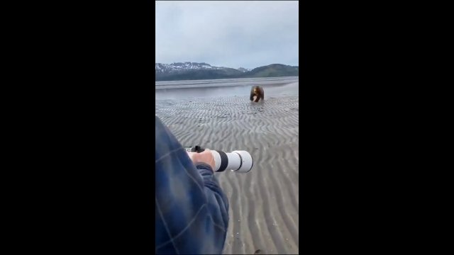 Niedźwiedź próbował wystraszyć turystów na Alasce. To był zwykły blef