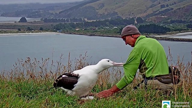 Obrączkowanie młodego albatrosa przy matce