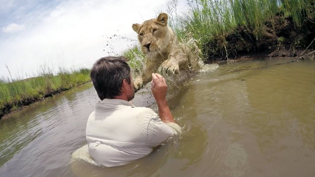 Po 6 latach lwica spotkała człowieka, który uratował jej życie! Wielki kot się na niego rzuca!