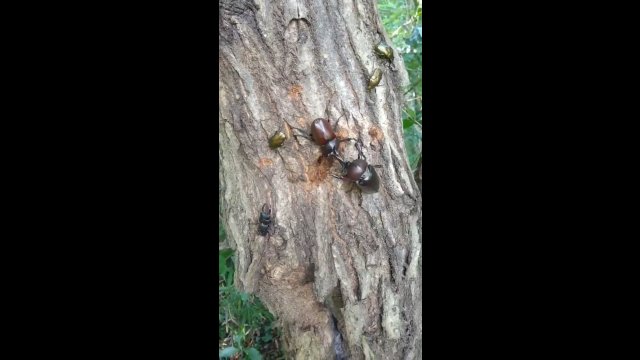 Dwa rogate chrząszcze walczą o samice
