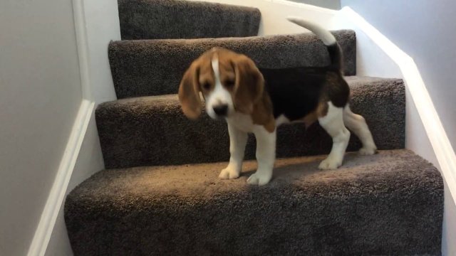 Piesek uczy się jak schodzić ze schodów