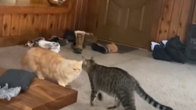 Niewidomy kot nasłuchuje swojego przyjaciela