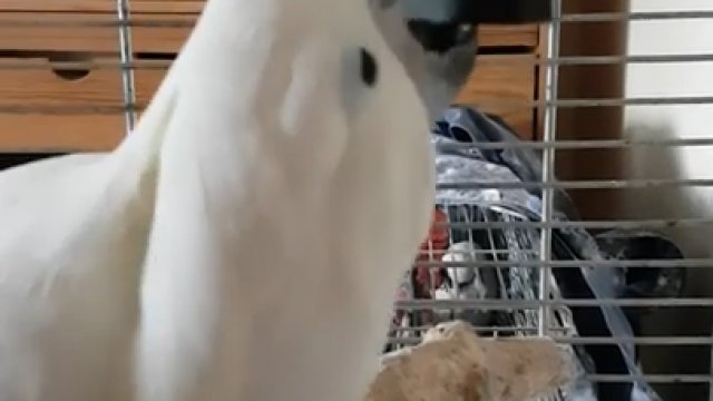 Papuga nauczyła się otwierać kłódkę, aby uciekać z klatki