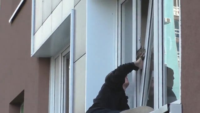 Ratowanie kota, który utknął w oknie