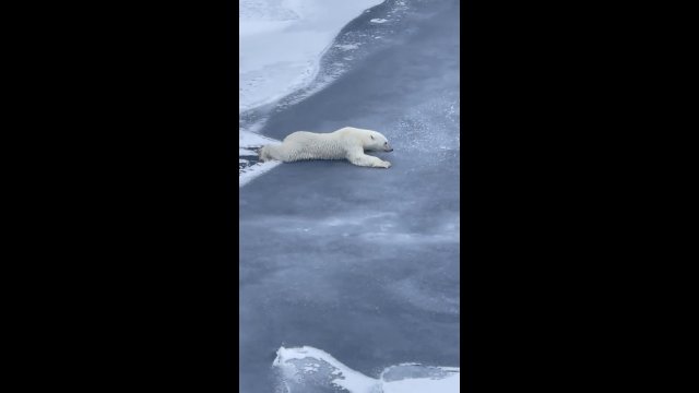 Niedźwiedź polarny pokazuje, jak przemieszczać się po cienkim lodzie