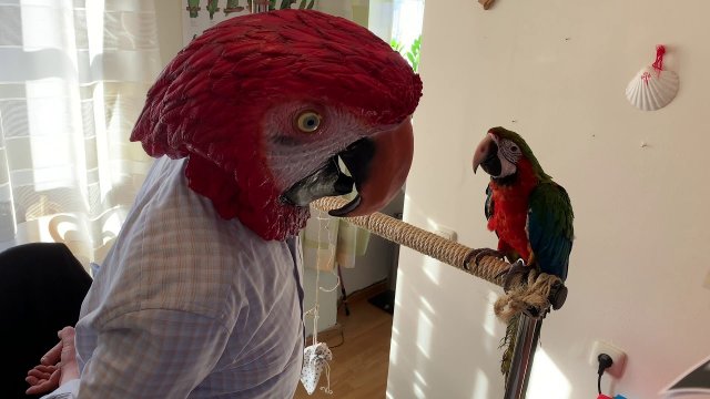 Największa papuga na świecie.