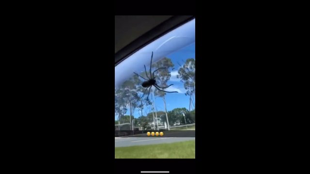 Kierowca krzyczy z przerażenia, gdy ogromny pająk przyczepia się do jego przedniej szyby w aucie