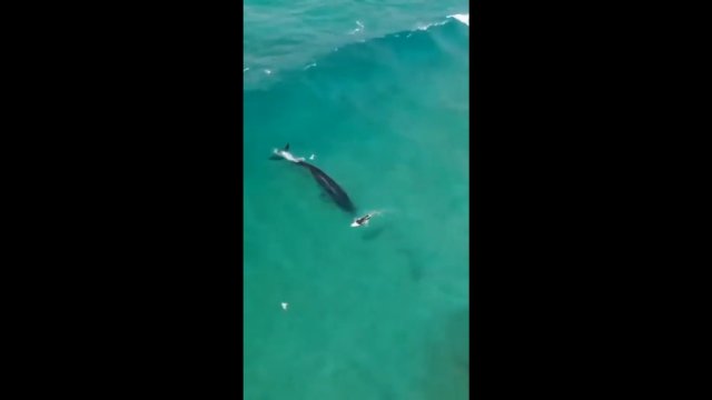 Wieloryb łapie falę