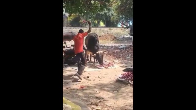 Facet próbował przeszkodzić bykowi w jedzeniu. Został wyrzucony w powietrze