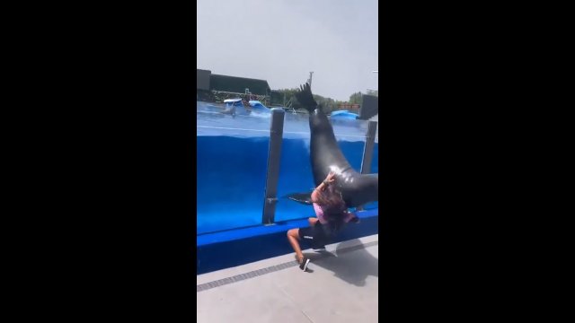Kilkuset kilogramowy lew morski wyskoczył z basenu. Dziewczyna próbowała go powstrzymać