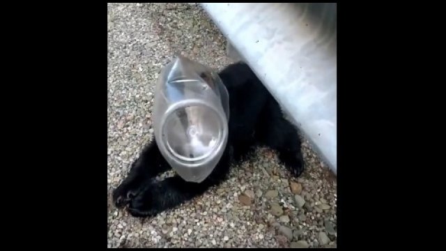 Głowa niedźwiadka utknęła w plastikowym pojemniku. Turystka ruszyła mu z pomocą