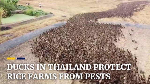 Armia kaczek wypuszczono na pola ryżowe w celu usuwania szkodników