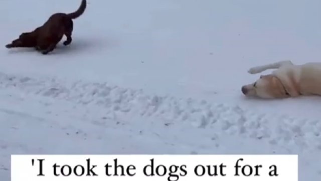 Psy, które potrafią wykorzystać uroki zimy