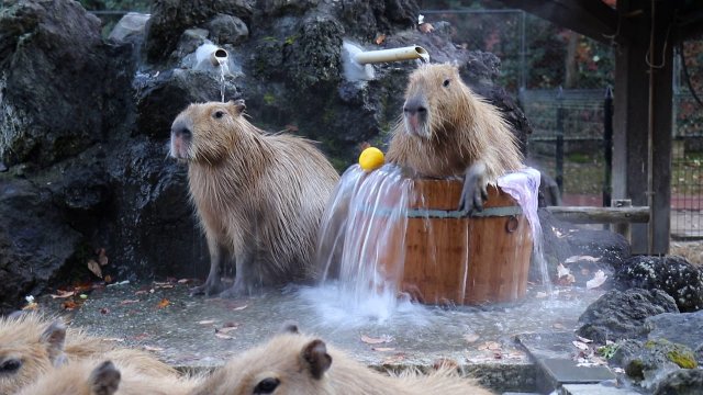 Kapibary biorą gorącą kąpiel z dodatkami