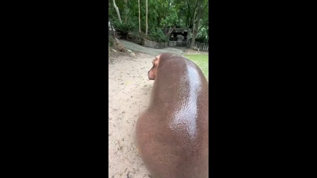 Turystka klepała hipopotama w tyłek. Zwierzę nie wyglądało na zadowolone [WIDEO]