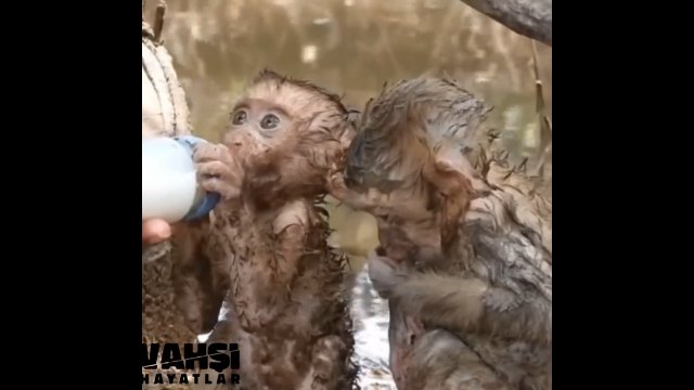 Dwie małe małpki uratowane z powodzi grzecznie czekają na jedzenie.
