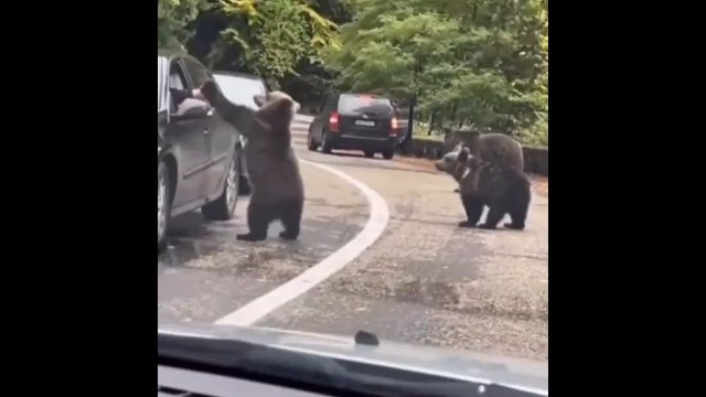 Niedźwiadek stanął na dwóch łapach i... przybił piątkę z kierowcą [WIDEO]