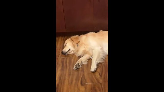 Pies reaguje tylko na jeden dźwięk