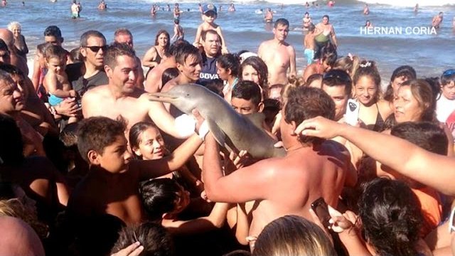 Geniusze wyciągają małego delfina z wody na selfie przez co delfin ginie...