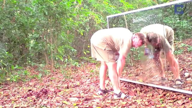 Umieścili lustro w dżungli by zobaczyć jak zwierzęta zareagują na własne odbicie