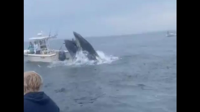 Wieloryb zaatakował łódkę z ludźmi w USA