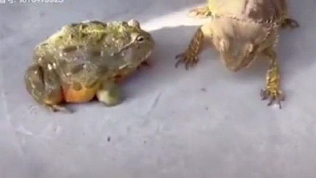 Pojedynek o pożywienie: żaba vs jaszczurka