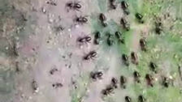Zimna wojna między termitami i mrówkami