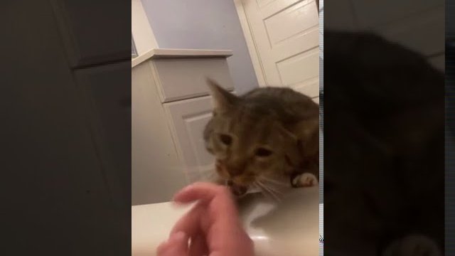 Kot ratuje właścicielkę przed utonięciem