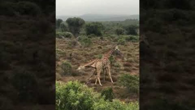 Rzadki film przedstawiający bitwę żyraf o dominację